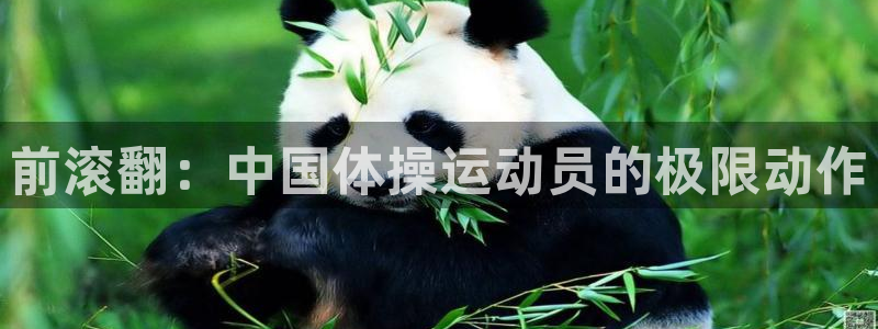 前滚翻：中国体操运动员的极限动作